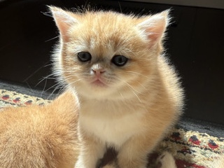 British Shorthair – British shorthair kittens – Kent