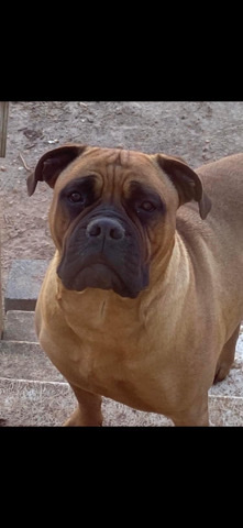 Bullmastiff – Hamm’s Bullmastiff