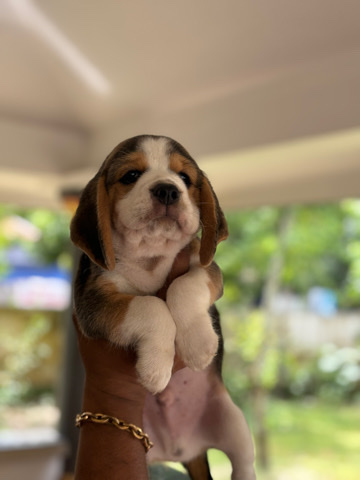 Beagle – Beagle puppies