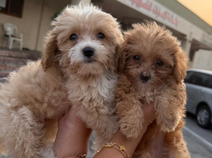 Maltipoo - toy Maltipoo  available for adoption in Dubai