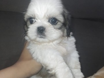 Shih Tzu – shitzu