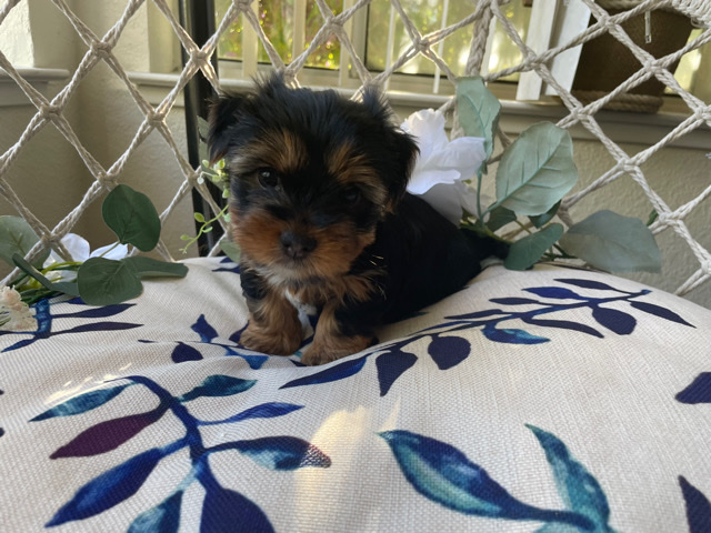 Yorkshire Terrier – Yorkie Pups