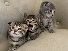 Scottish fold/Bengal kittens 