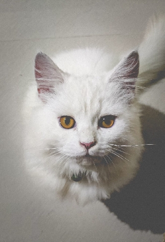 Persian (Traditional) – Persian cat white