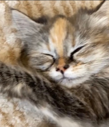 Persian (Modern) – lia 🤍