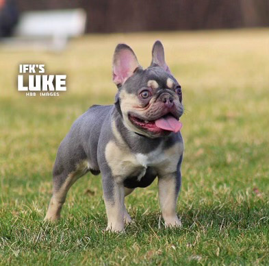 French Bulldog – Lilac French Bulldog 2 years old