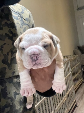 Olde English Bulldogge – olde English bulldogge puppies
