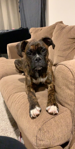 Boxer – Female Boxer