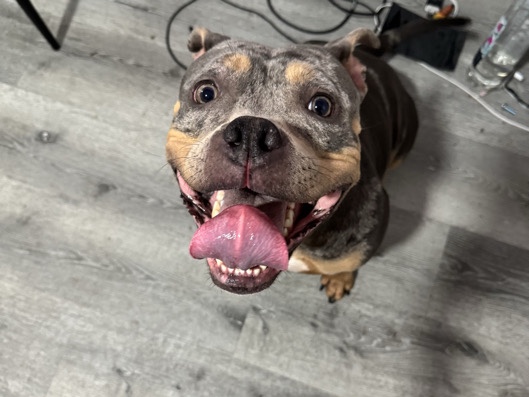American Bulldog – Jade – Mattawan