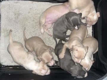 American Pit Bull Terrier – pit bull puppies – Parsippany