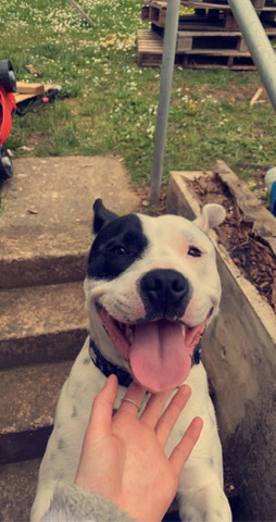 Staffordshire Bull Terrier – Staffordshire bull terrier X American bulldog
