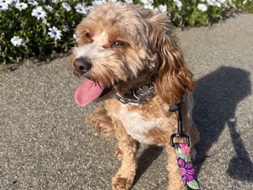 Cavapoo – Fun-Loving Cavapoo – Rocklin