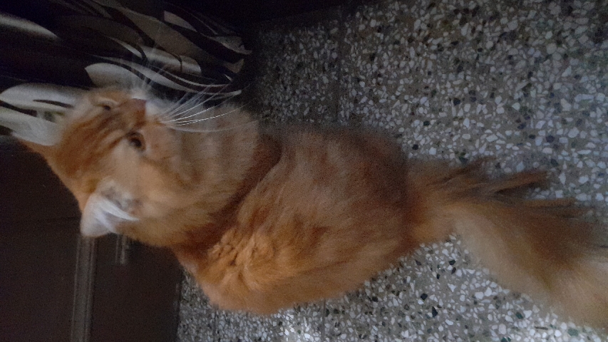 Persian (Modern) – need foster home for my persian cats