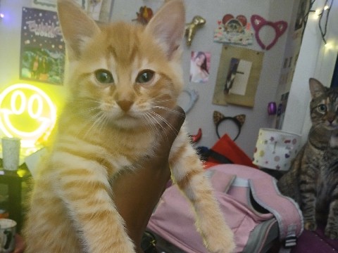 Exotic Shorthair – 1 month old tabby kittens for sale – Alameda