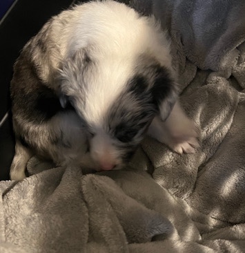 Border Collie – 8 week year old Border Collie Puppy