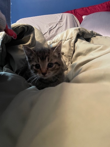 Tabby kitten!