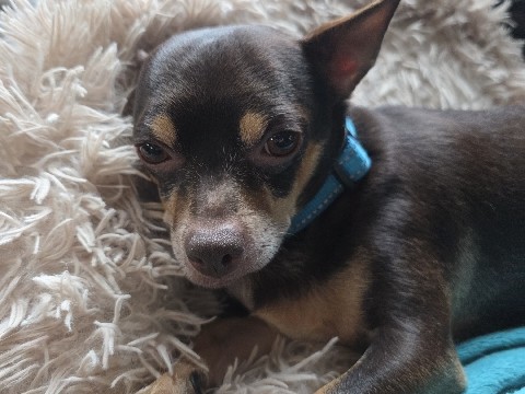 Chihuahua Rüde sucht Zuhause 