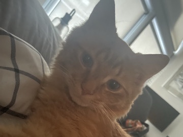 American Shorthair – Orange Cat – Danbury