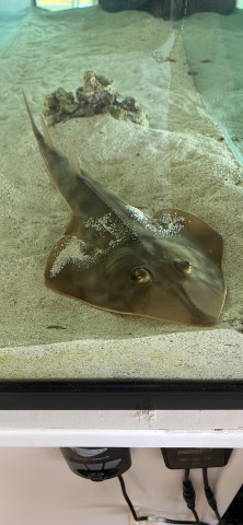live Shark