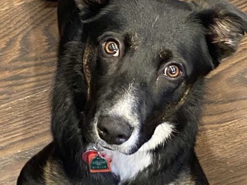 Serena Joy, Border Collie/Austrailian shepherd – Riverton