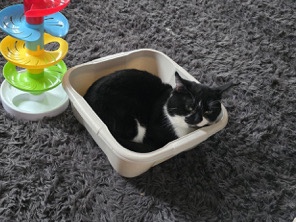 beautiful black and white cat – Sheerness