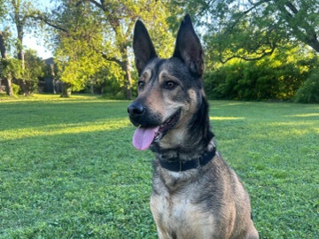German Shepherd – Loving German Shepherd Mix Looking for Active Home – Dallas