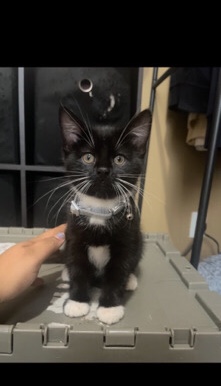 American Shorthair – selling 2 female kittens 1 male 100 each