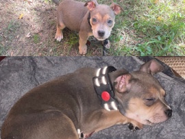 American Bulldog – American Bully Pup