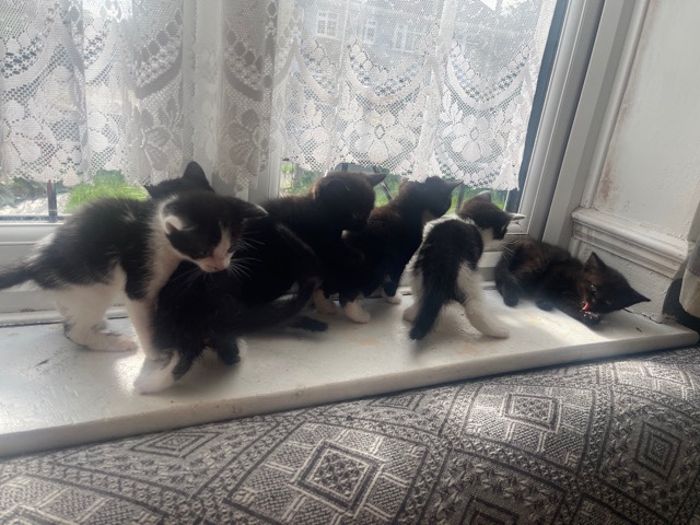 British Semi-longhair – 6 kittens for sale, looking for a loving new home