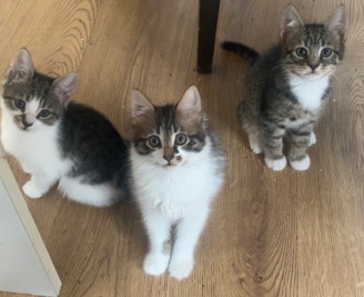 Kittens