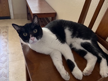 Friendly 4-Year-Old Tuxedo Cat for Sale – Chandler – Chandler
