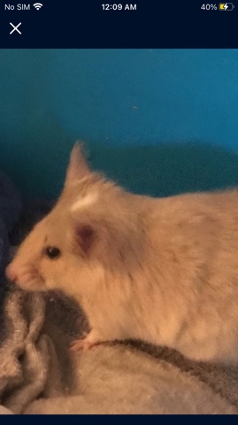 mice