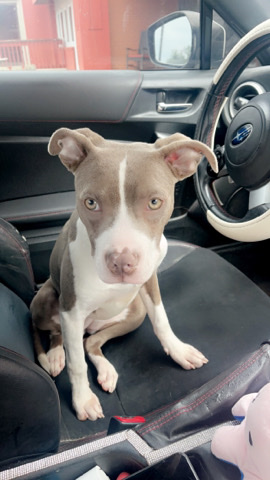 American Pit Bull Terrier – I’m re-homing my pup Skye reign, she’s 8 months