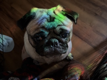 Pug – pug – Gibsonton