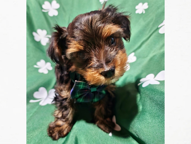 Yorkshire Terrier – Yorkie Male Macomb, Michigan – Macomb