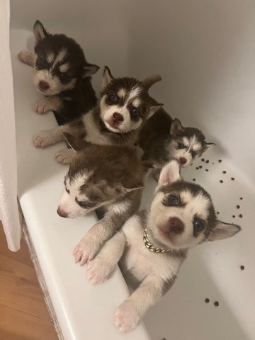 Alaskan husky