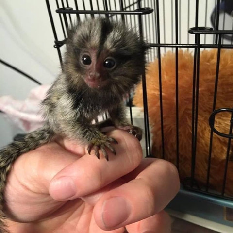 monkey – Capuchin monkeys Sugar Gliders and Marmoset  avail