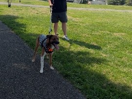 Australian Shepherd – Goose – Knoxville