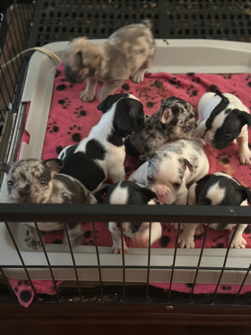 French Bulldog – Frenchie puppy available