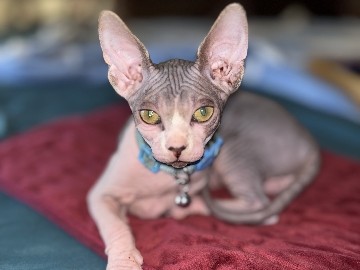 Sphynx – sphynx kittens – Las Vegas
