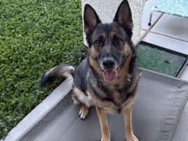 German Shepherd – adult akc German Shepard – Surprise