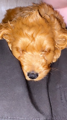 English Cocker Spaniel – Beautiful babies