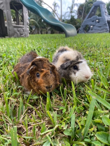 Any – Cute Guinea Pigs for Sale