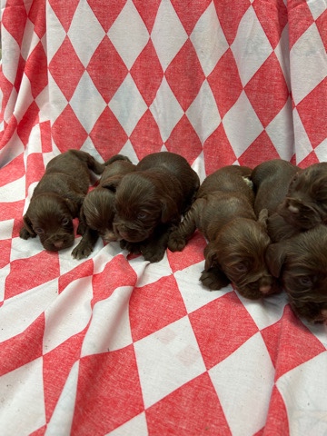 English Cocker Spaniel – cocker spaniel puppys