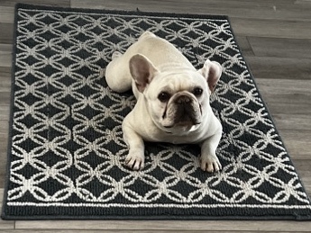 French Bulldog – French Bulldog