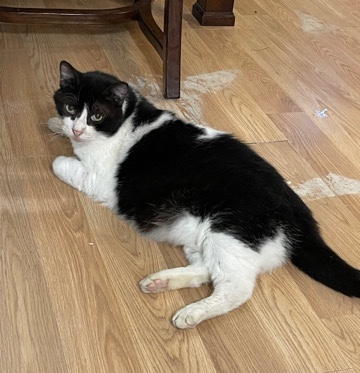 Adult Cat Rehome