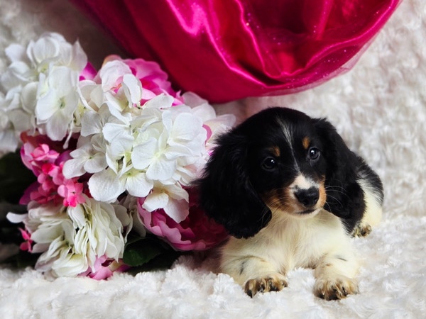 Dachshund – Mini Dachshund Puppy – Georgetown