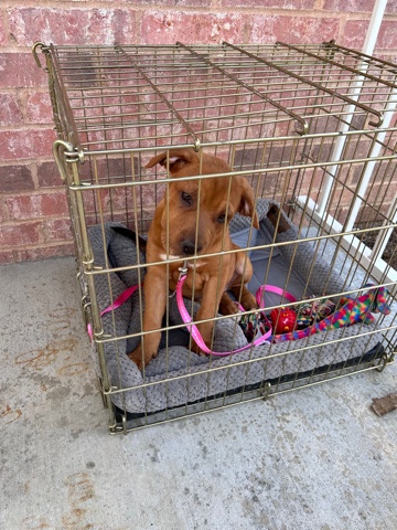 American Pit Bull Terrier – Pitbull/Shar- pei