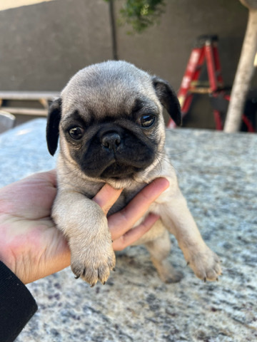 Pug – 2 female pugs