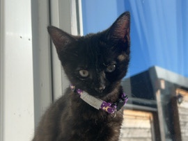 Tortoishell cat